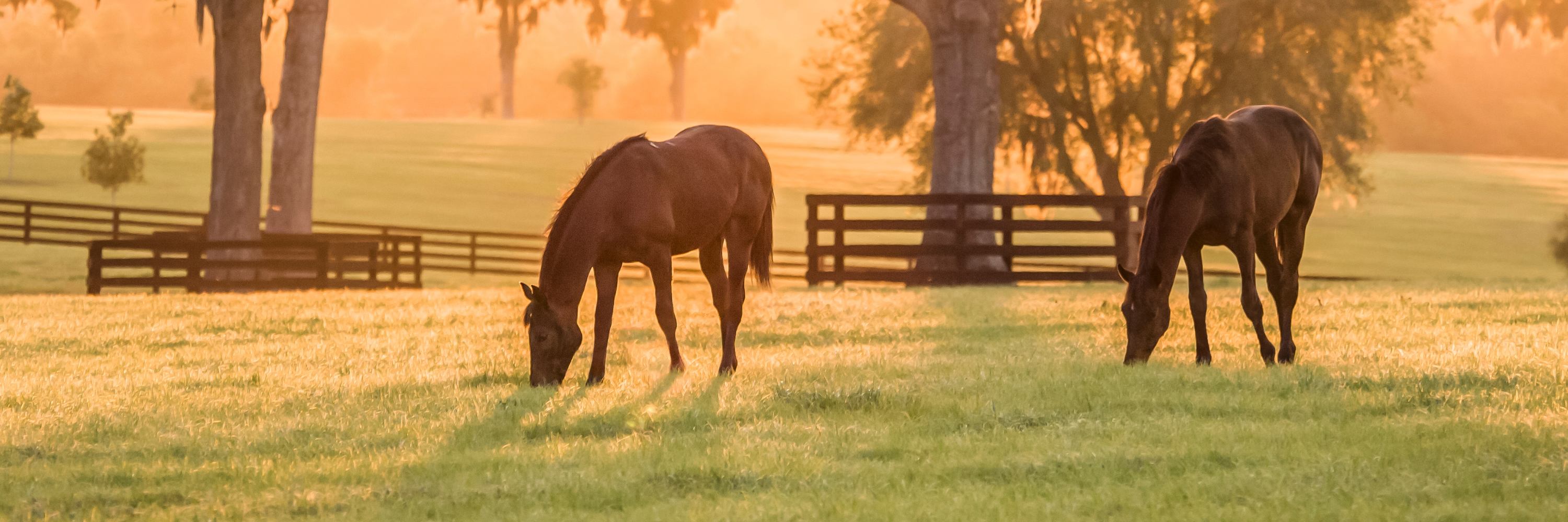What MIT Researchers and 30 Years on a Horse Farm Revealed About What's Making Horses Sick