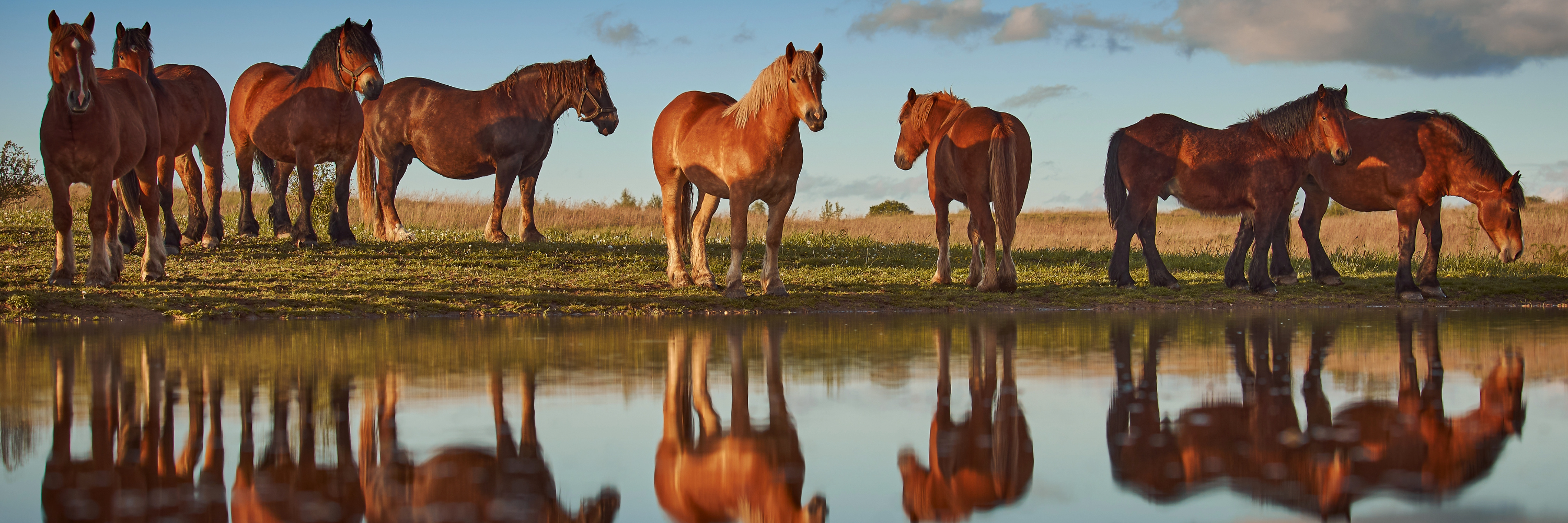 Why Are Horses Sicker Than They Used to Be? A Timeline of Equine Health and Glyphosate