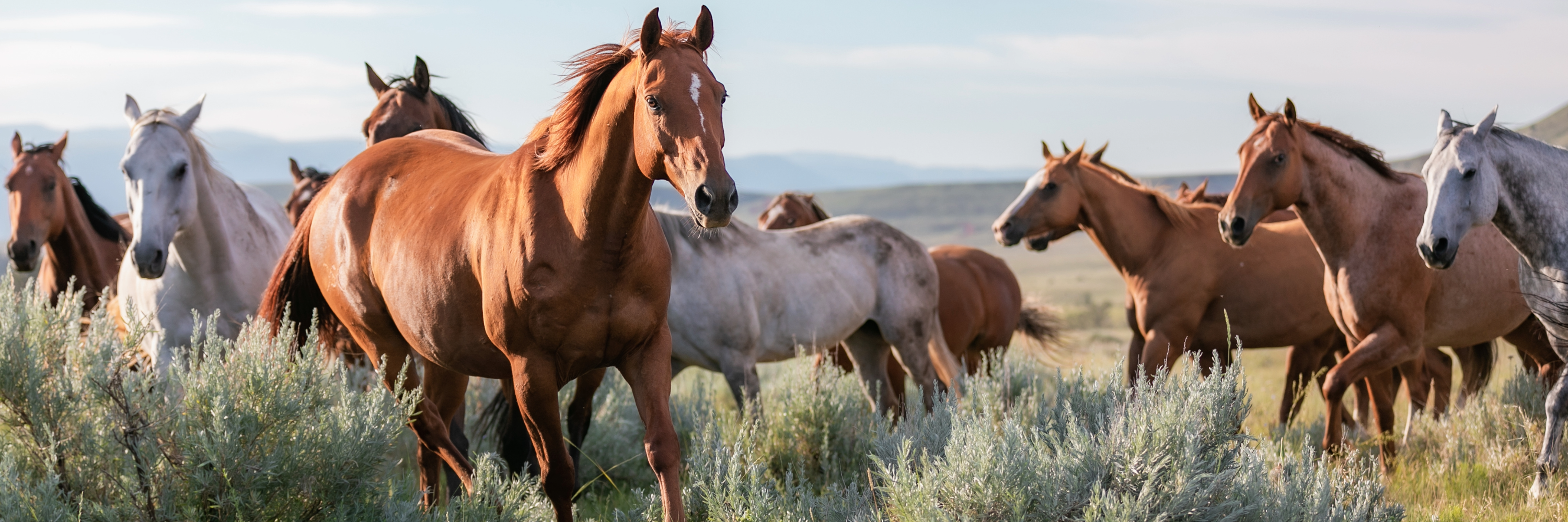 How Does Glyphosate Affect a Horse's Body? The Five Mechanisms Explained