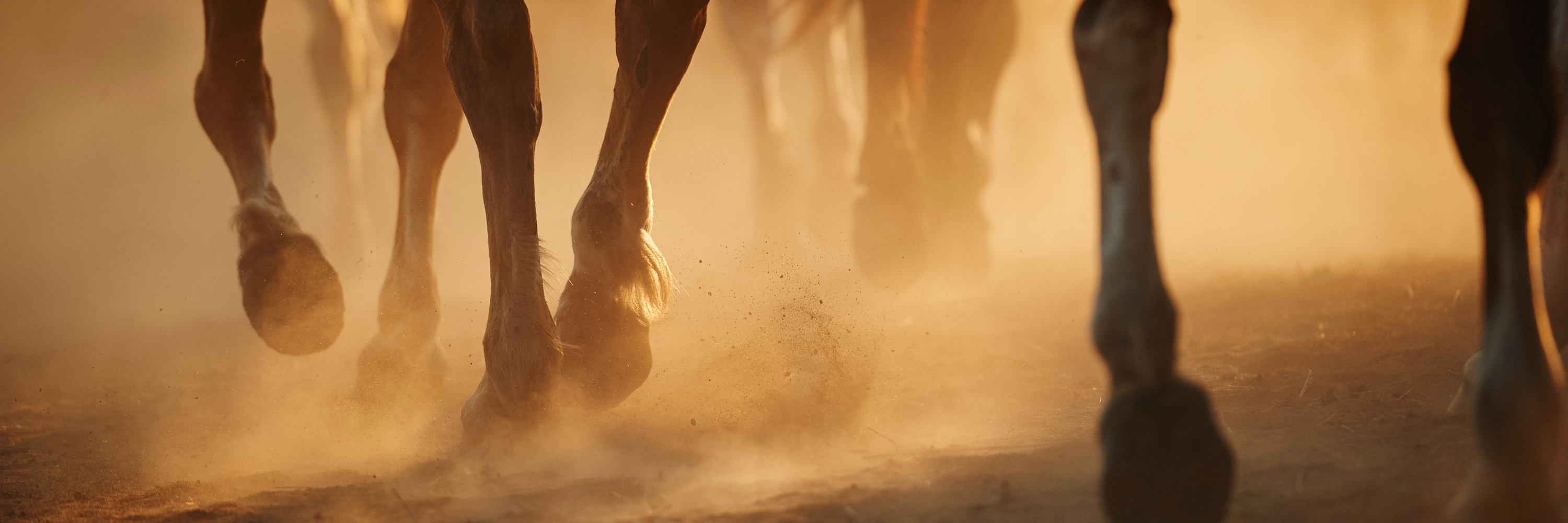 What Causes Laminitis in Horses? The Hidden Trigger Most Owners Overlook