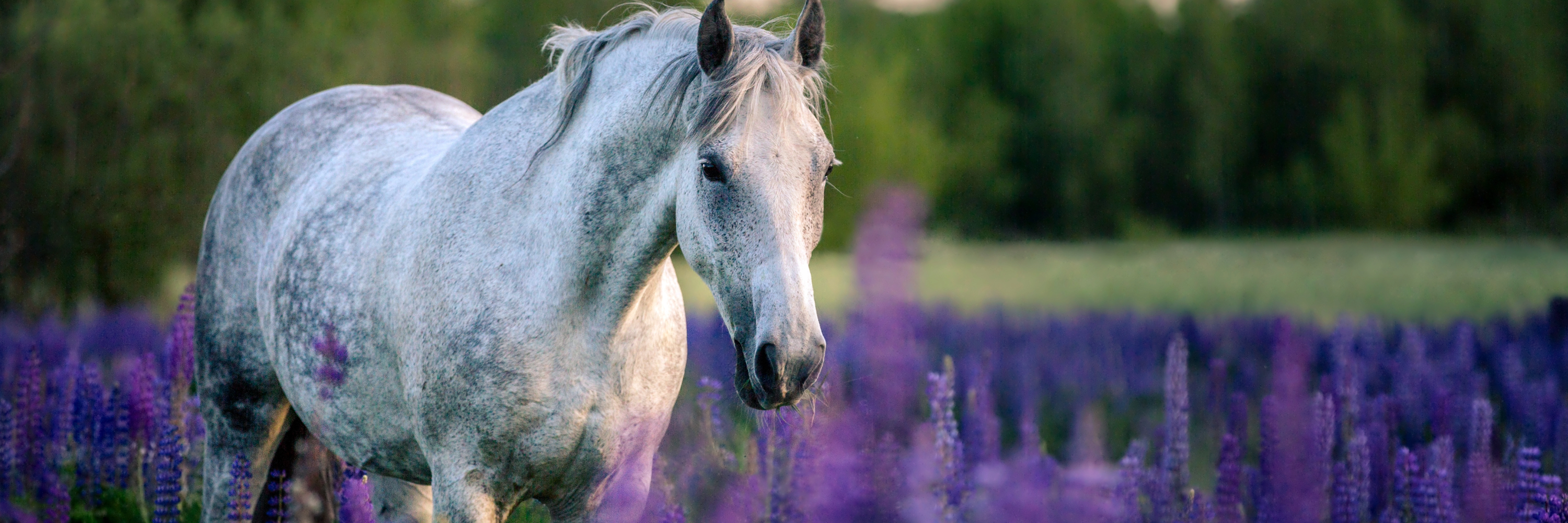 Black Cumin Seed for Horses: Benefits, Research, and How to Feed It