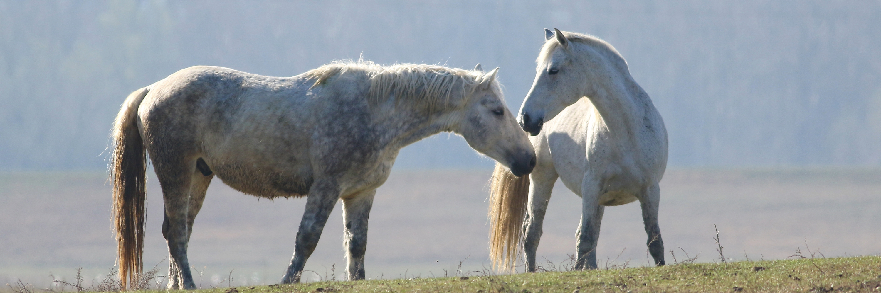two healthy white horses playing in a meadow