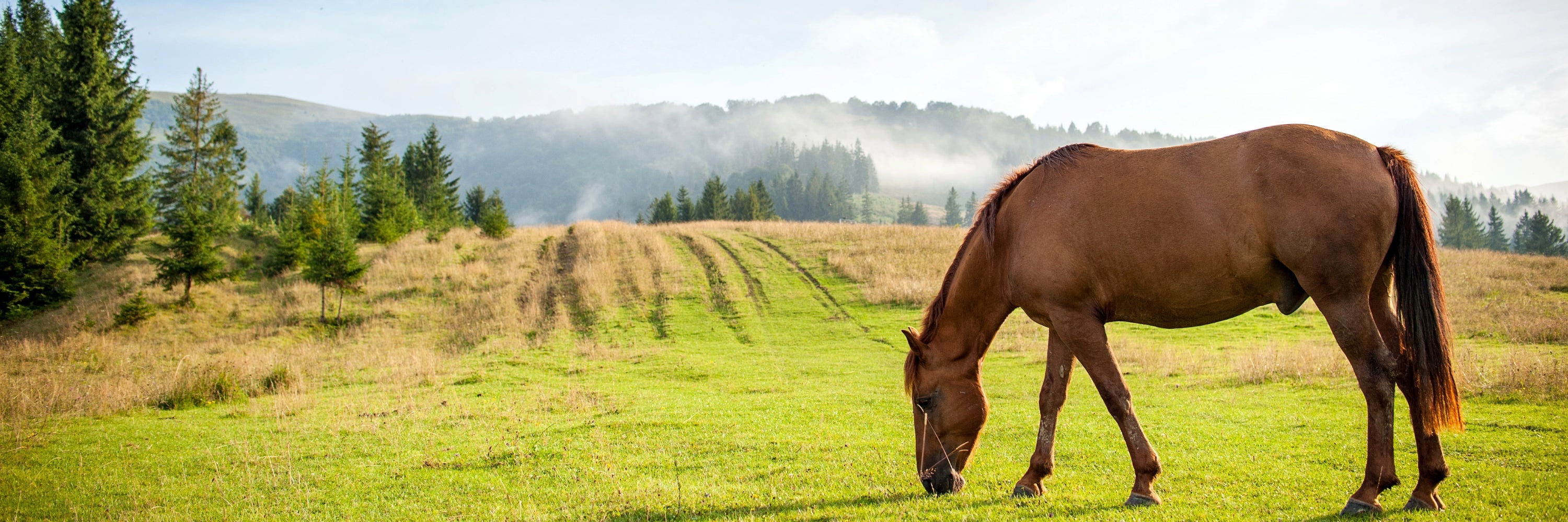 Horse eating grass, unbothered by flies. Feed Through Fly Control for Horses 	Fly Repellent for Horses, All Natural Fly Spray for Horses