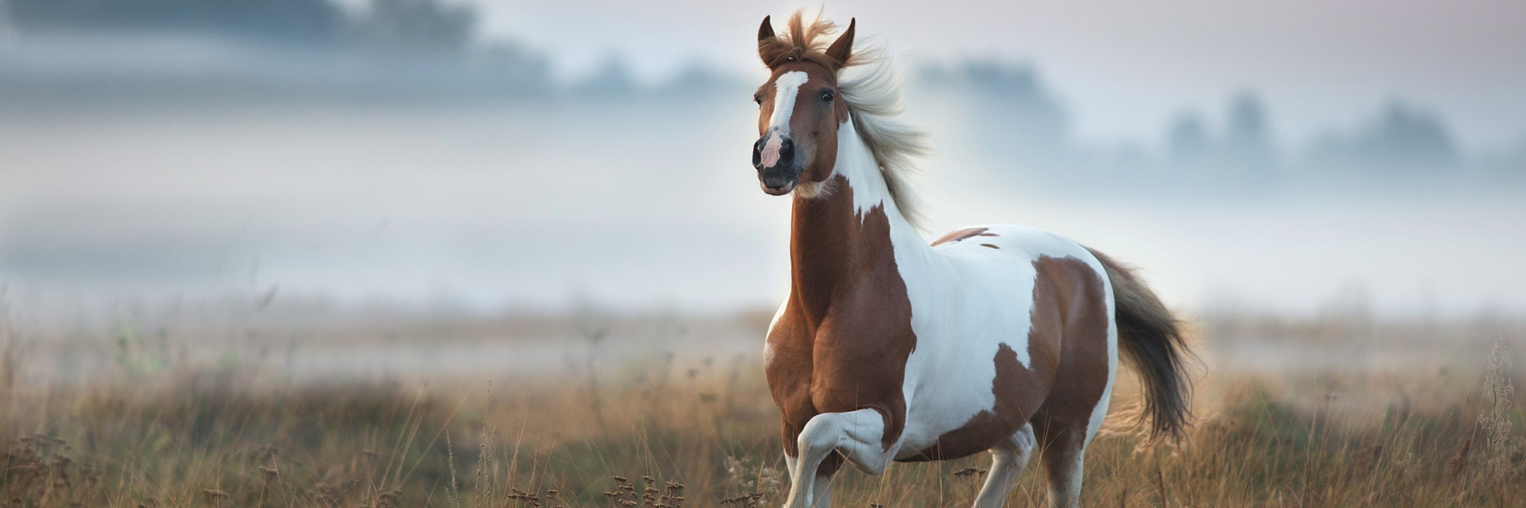 Healthy Horse Running through foggy meadow. Immune Support for Horses	Horse immune System Supplements, Equine Immune Support