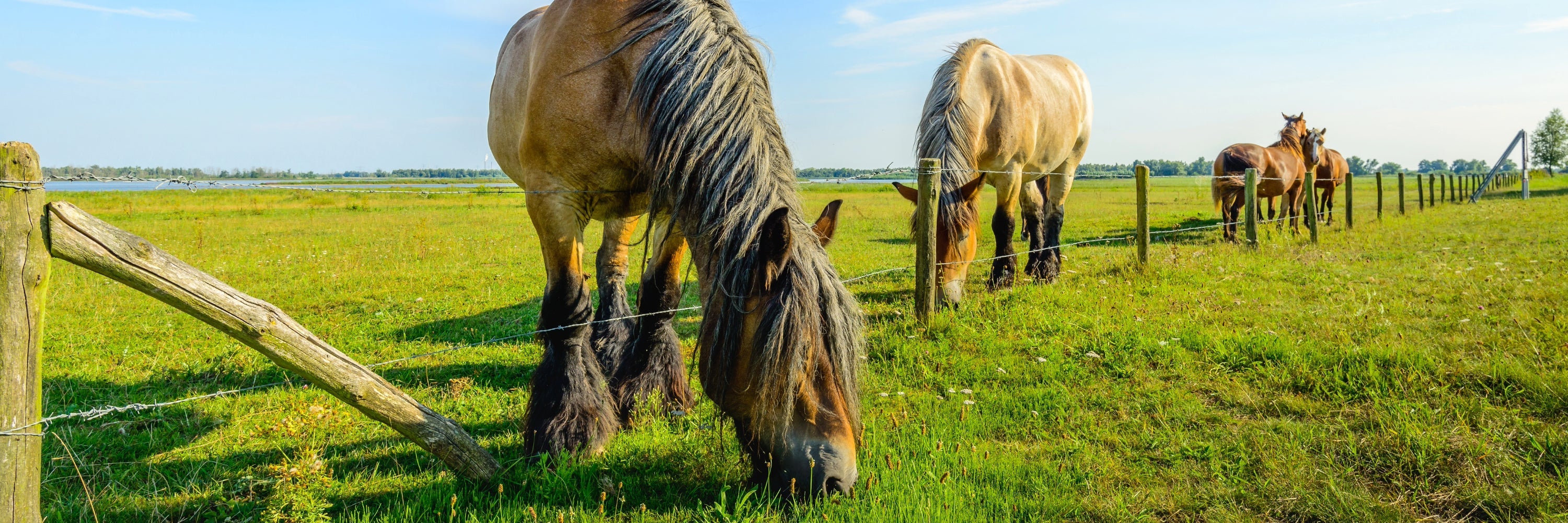 All Horse Products & Equine Supplements, Horse Care Products, Natural Horse Supplements. Horses grazing on green grass