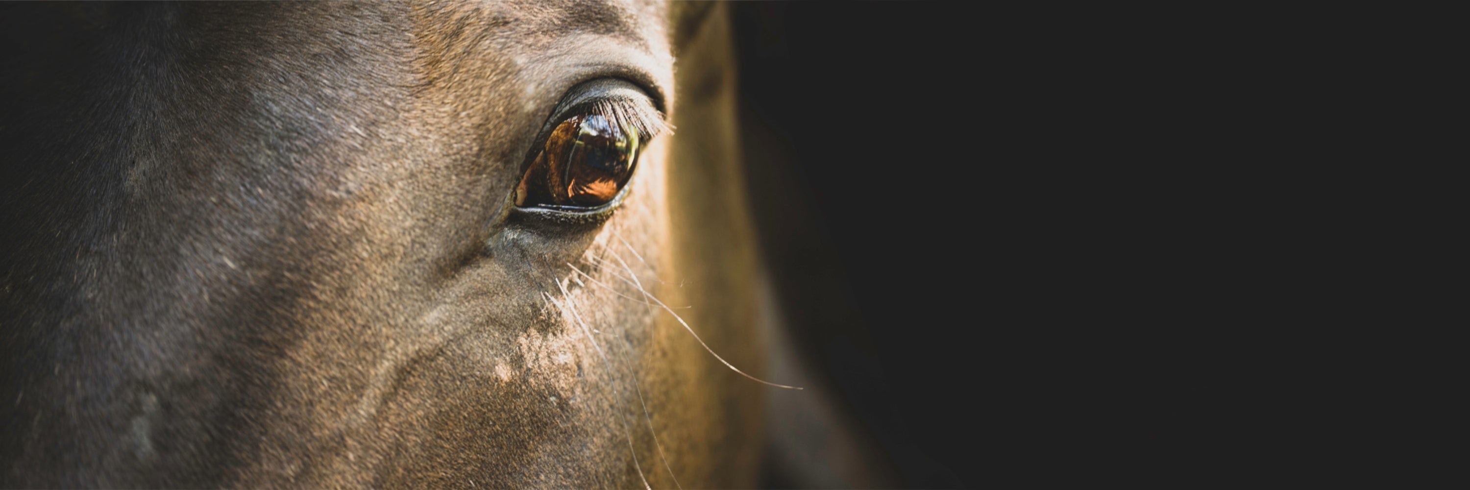 Close-up of horse eye. Calming Supplements for Horses	Equine Calming Supplements, Horse Calming Supplement