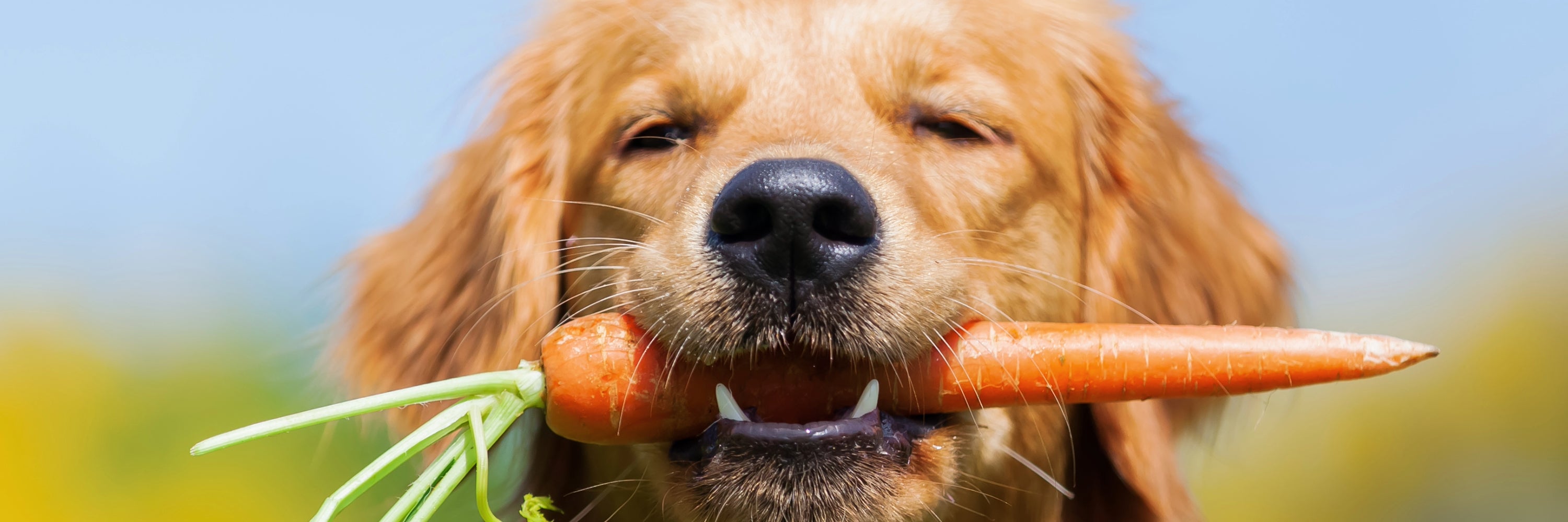 Happy Dog holding Carrot in his mouth. Dog Gut Health, Natural and Holistic Dog Gut Health Supplements