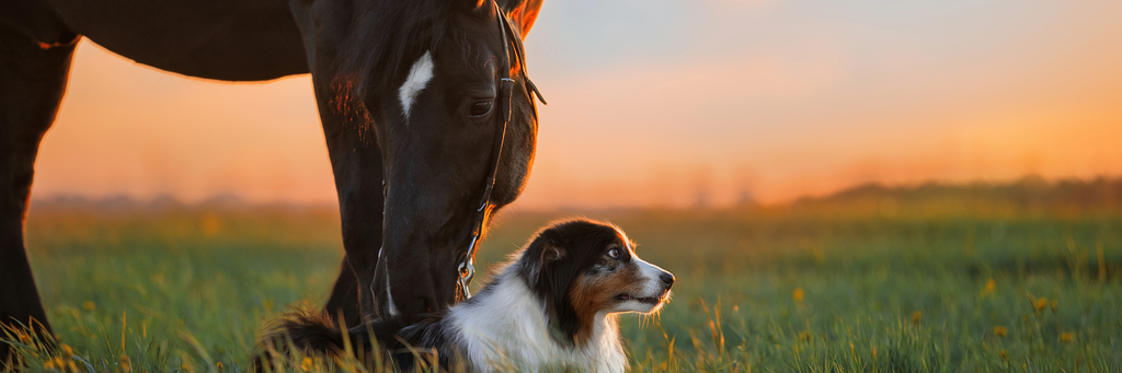 Healthy looking dog and horse, with shiny coats, sitting in the evening with setting sun