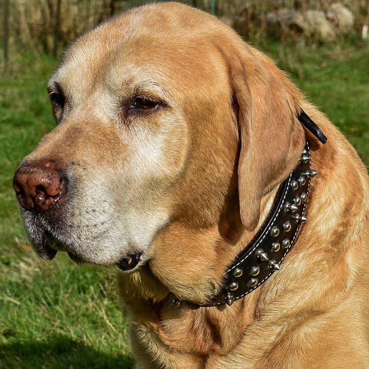 Weaver Leather-Spiked Dog Collar