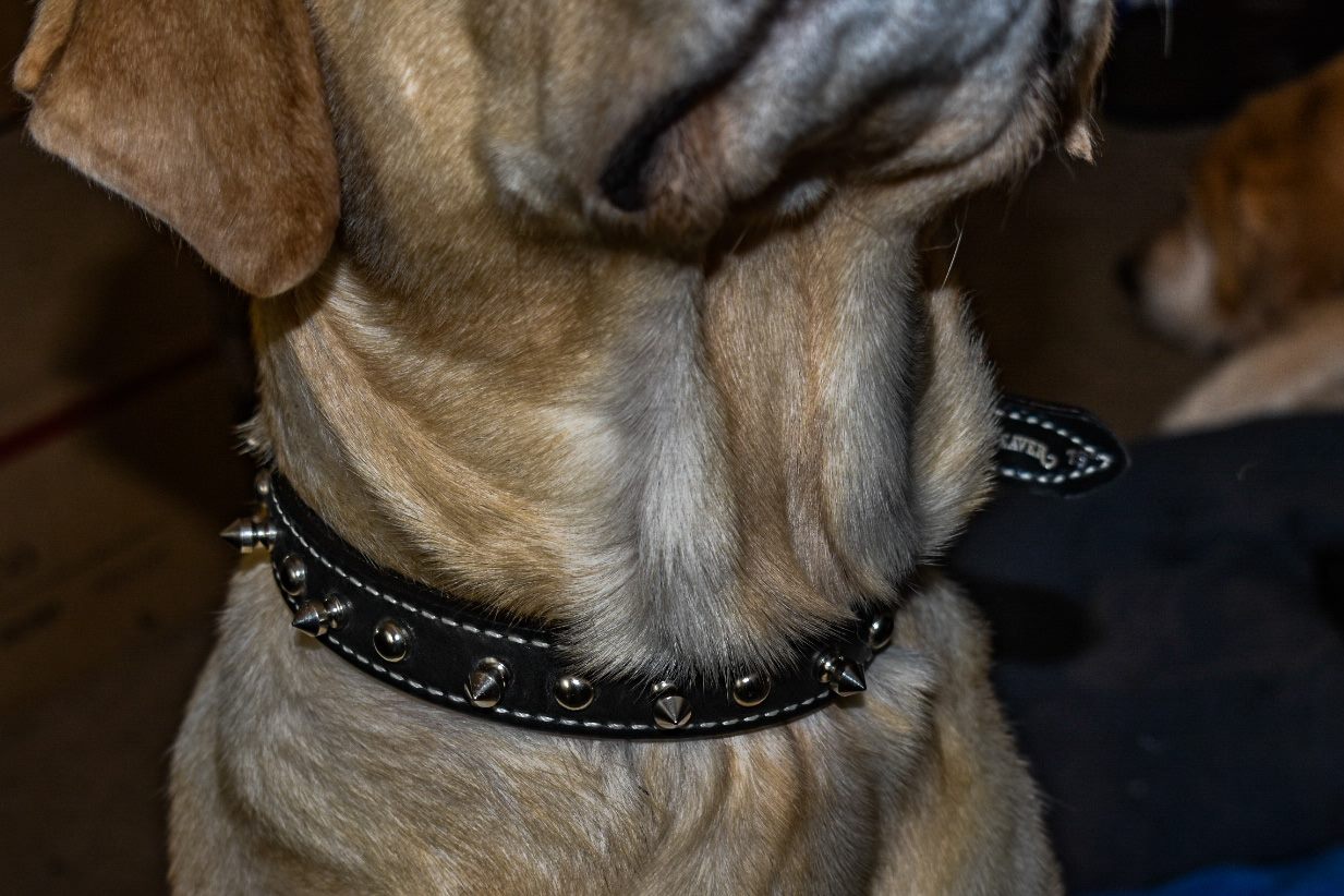 Weaver Leather-Spiked Dog Collar