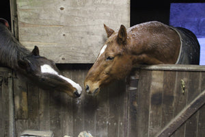 Two Horses Nuzzling Each Other 