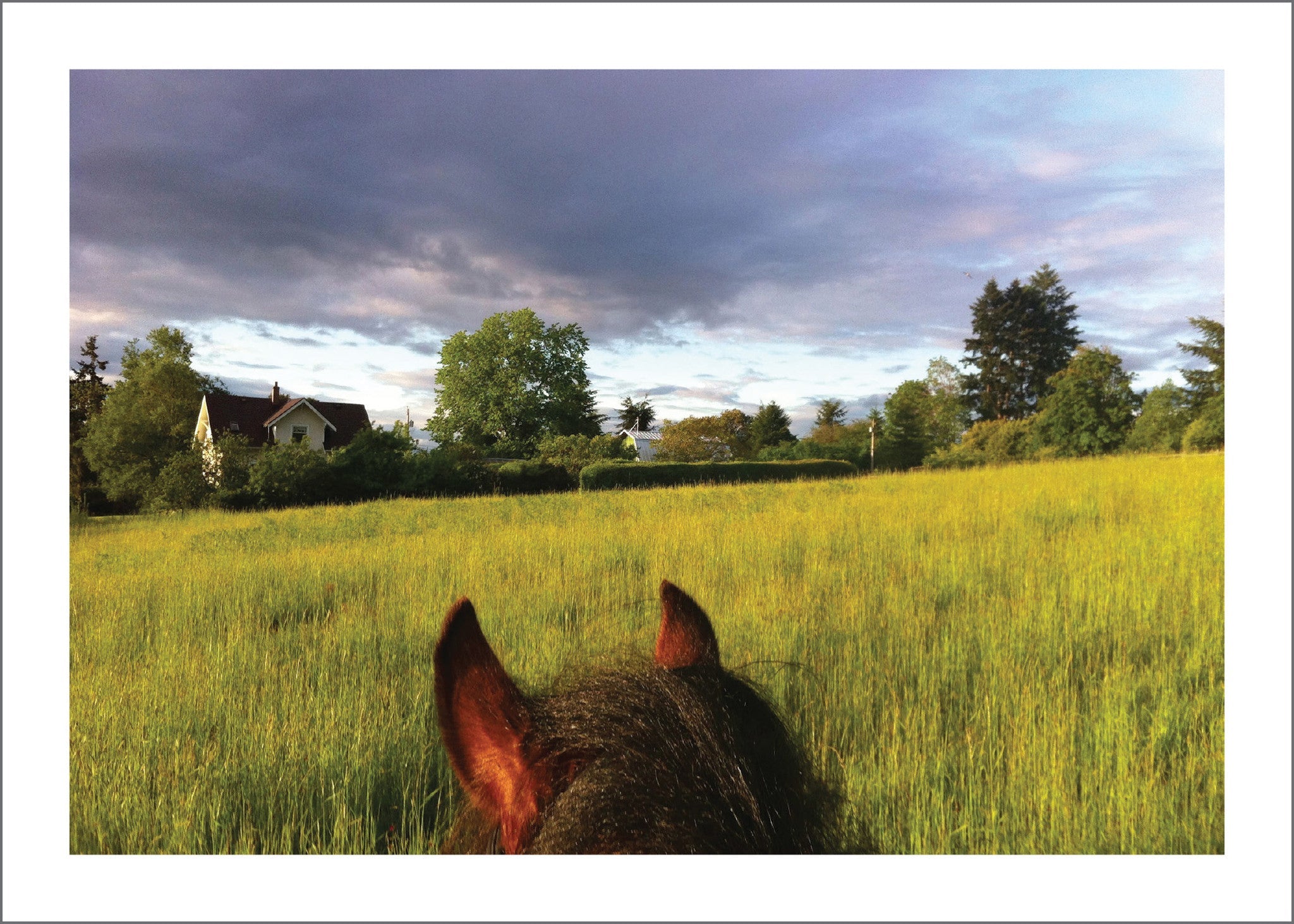 Life Between the Ears: The World from a Saddle (Vashon Island)