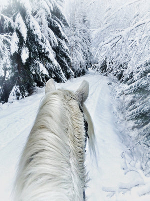 Open image in slideshow, Life Between the Ears: The World from a Saddle (Holiday Cards)
